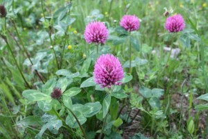 trifolium pratense (1200 x 800)